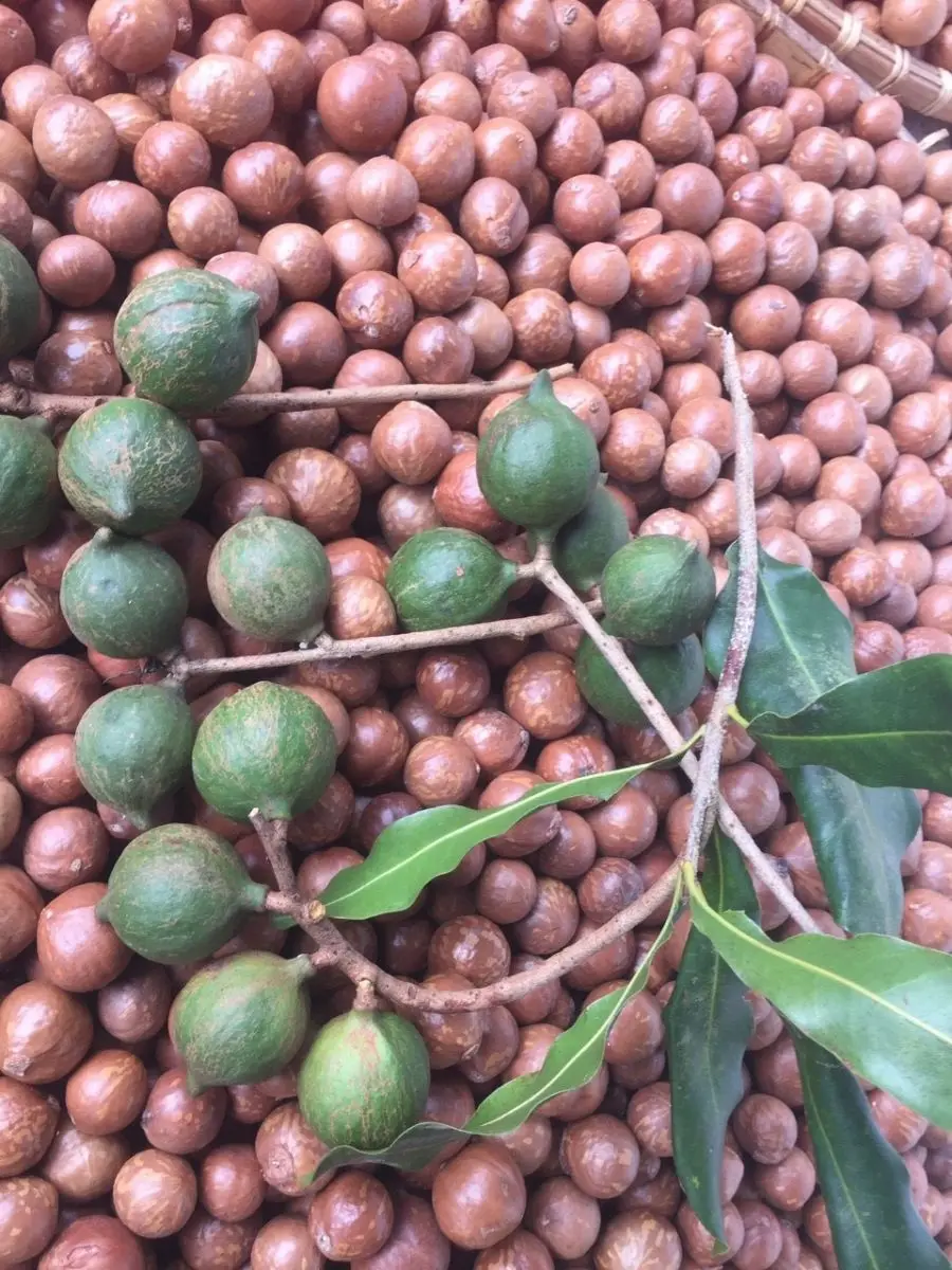 High Quality Roasted Macadamia Nuts From Vietnam 2021 Buy Macadamia