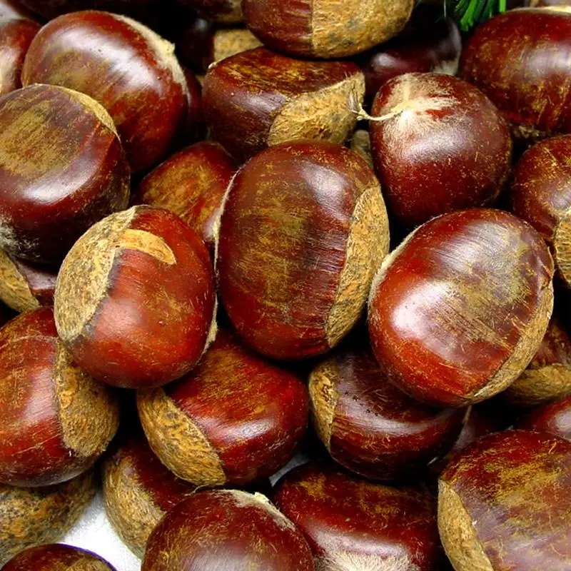 chestnut sale