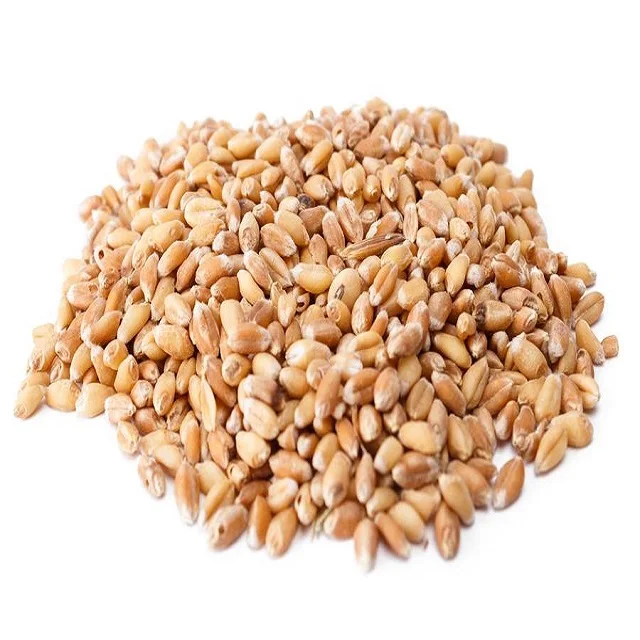 wheat grain.jpg