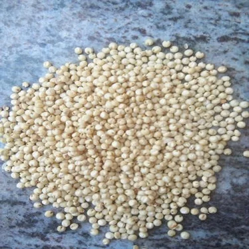 Sorghum..jpeg