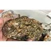 Multi