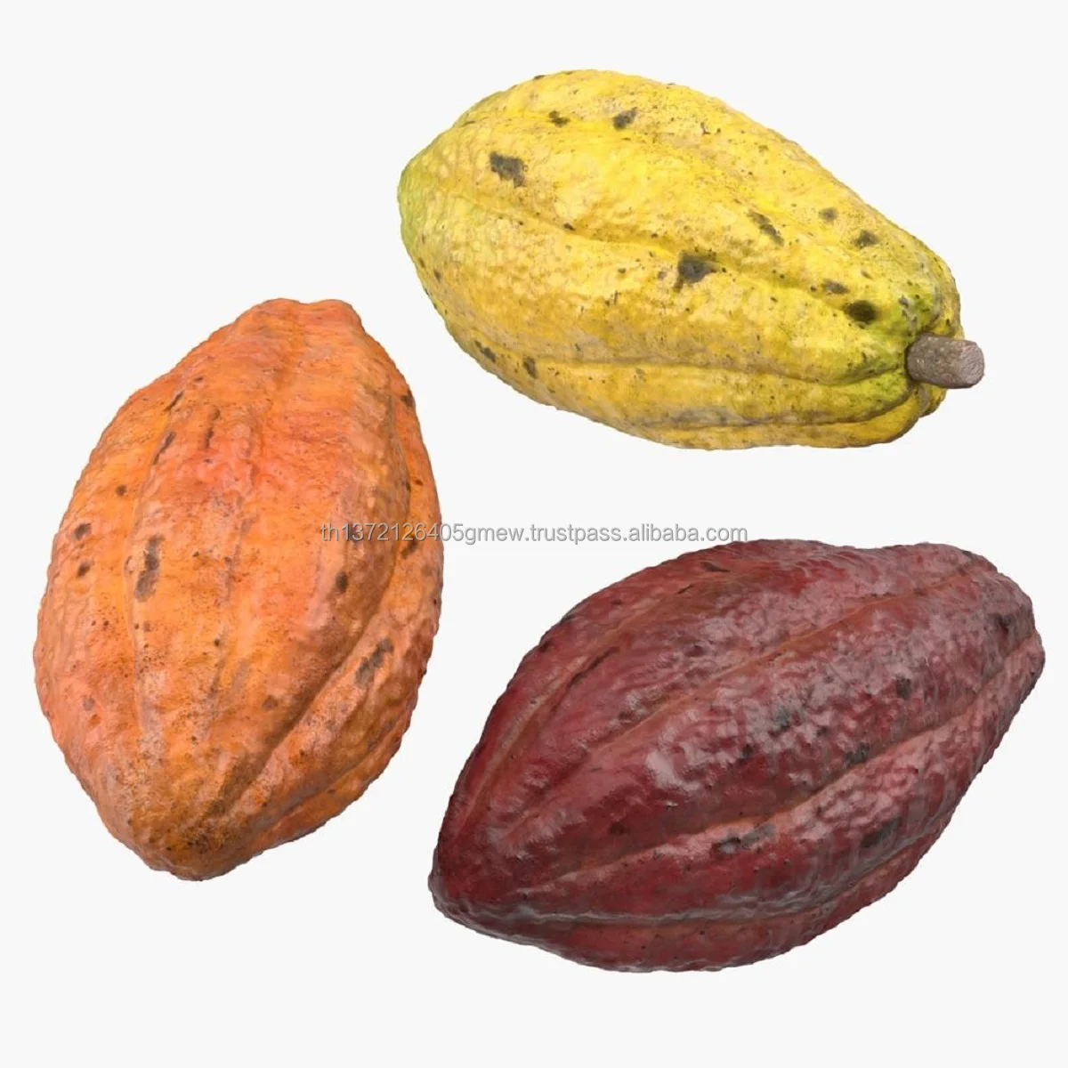 Dried Fermented Cocoa Beans - Buy Indonesia Cocoa Bean,Fermented Cocoa  Beans,Dried Fermented Cocoa Beans Product on Alibaba.com