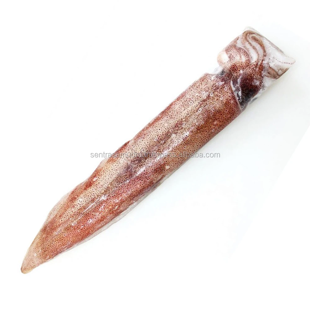 squid premium frozen from indonesia quality a