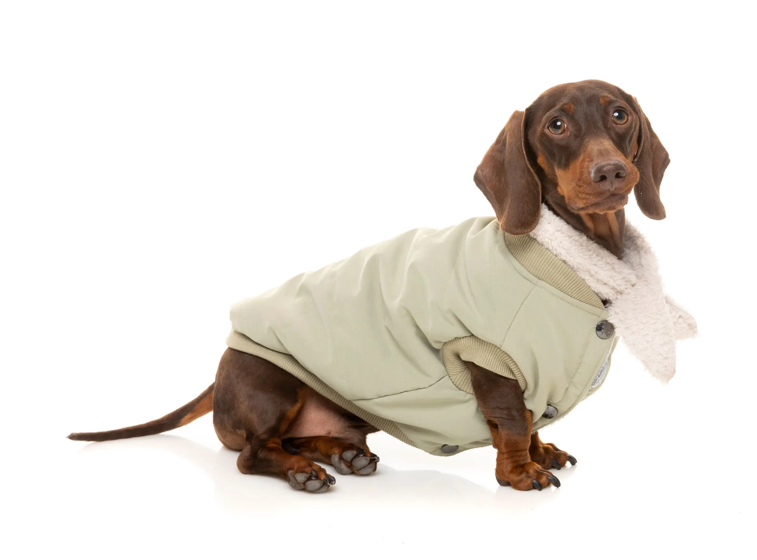 Light Khaki Nordic Bomber Comfortable Adventure Jacket Pet Clothes