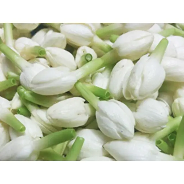 Jasmine Flowers For Decoration Buy Indian Jasmine Flowers For Decoration Jasmine Flowers For Decoration From India Buy Jasmine Flowers For Decoration Product On Alibaba Com