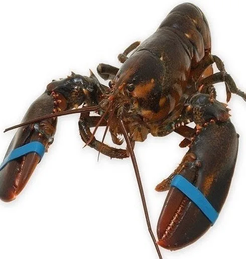 Lobsters.jpg