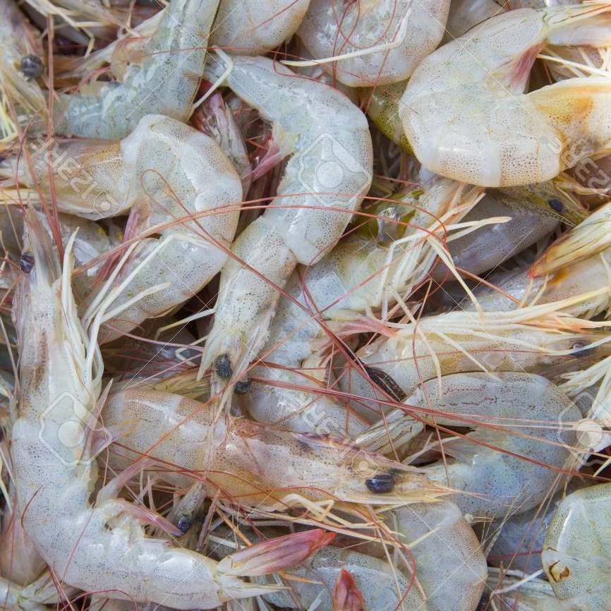 креветки охлажденные. креветки свежемороженые. креветка промфлот. лангустины вареные. креветки охлажденные.