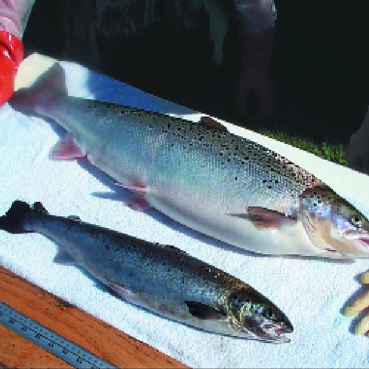 live salmon fish for sale