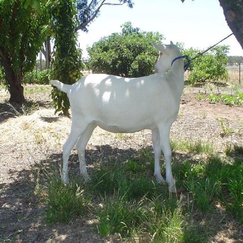 saanen goat 1.jpg