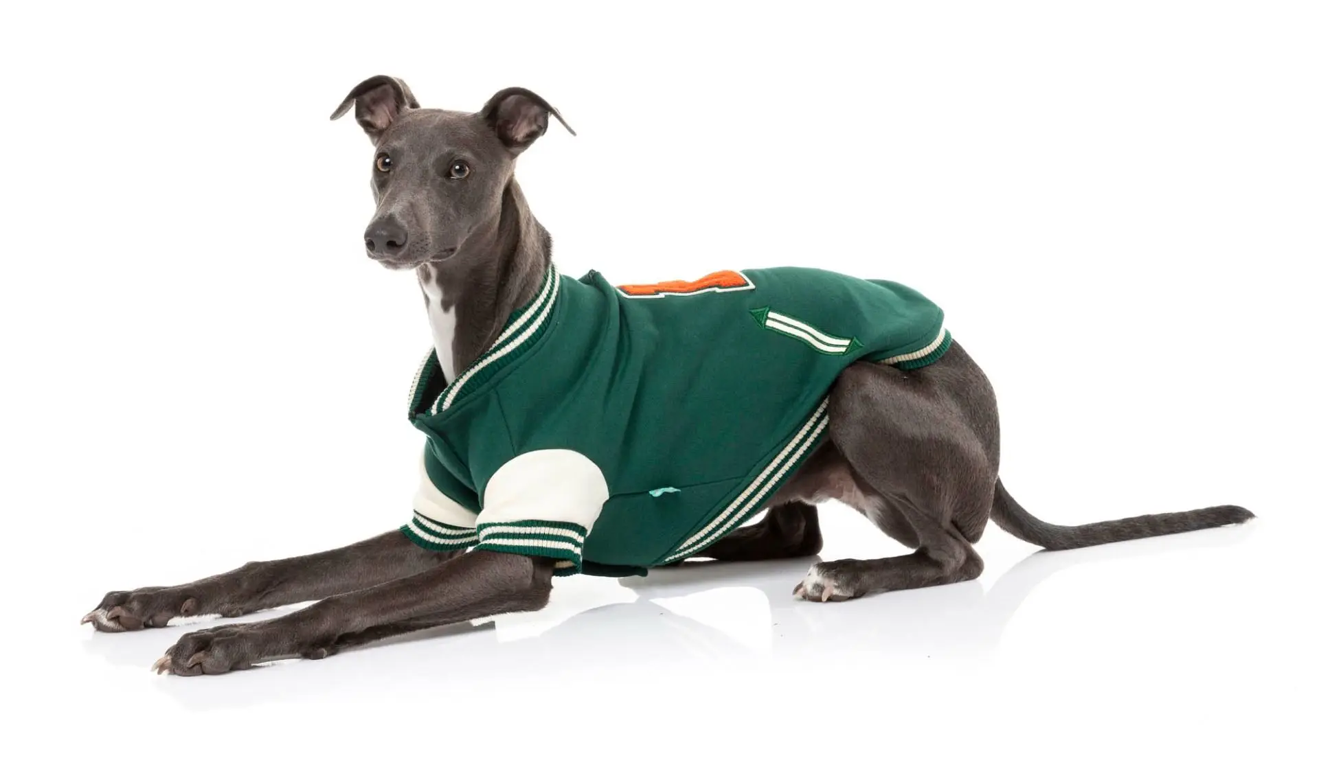The Letterman Jacket Green Comfortable Adventure Jacket Pet Clothes