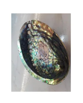 13-15cm Stock high quality Wholesale Natural raw cleared Abalone Sea Shell for Smudging Accent