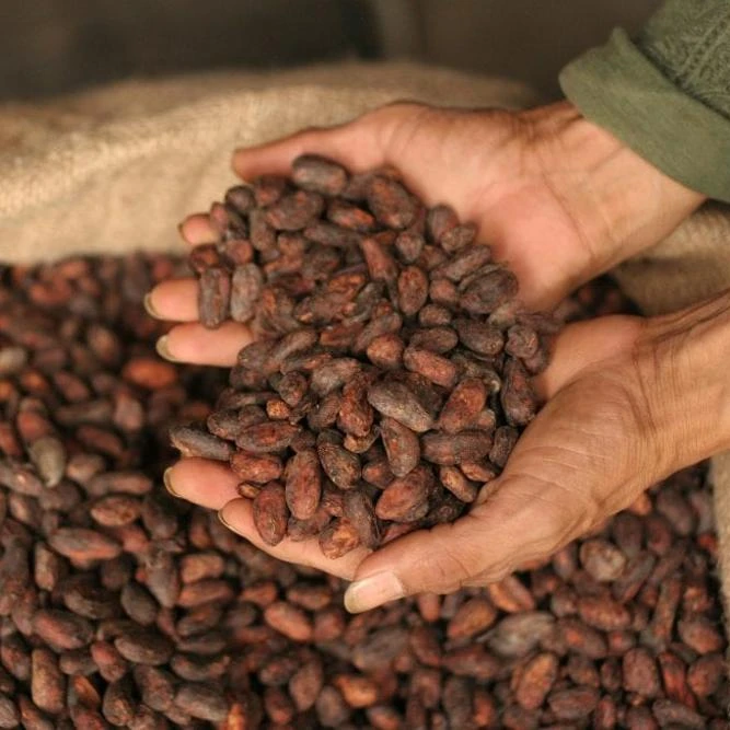 бобы деньги. бобы деньги. зерна какао. бобы деньги. криолло какао.