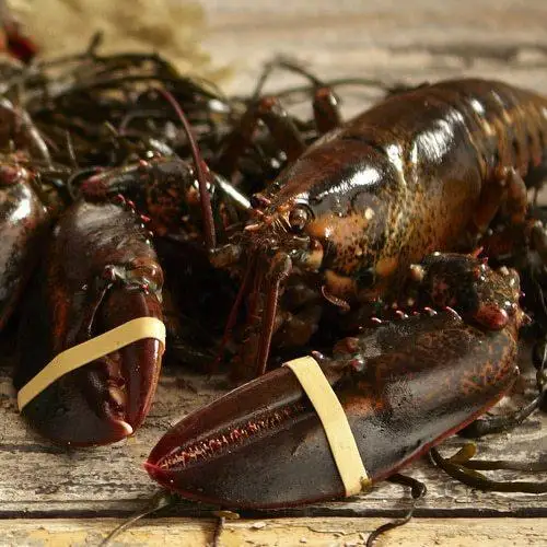rock-lobster-500x500 (1).jpeg