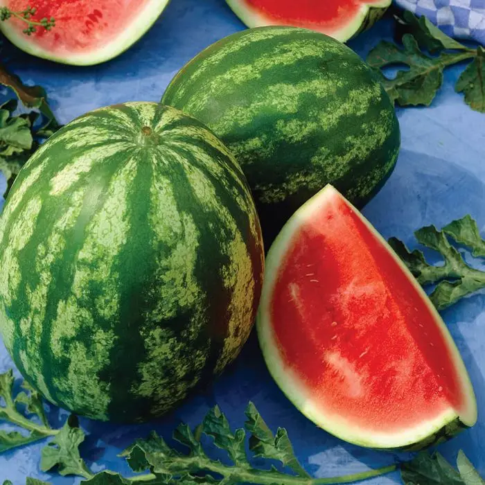 fresh watermelon for sale / bulk fresh fruit watermelon