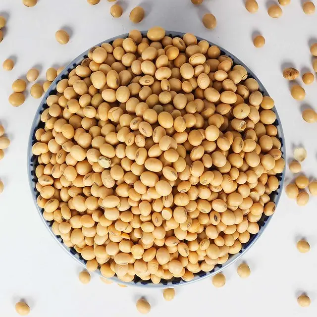 soybeans non-gmo soya beans soybeans crop high quality soybean