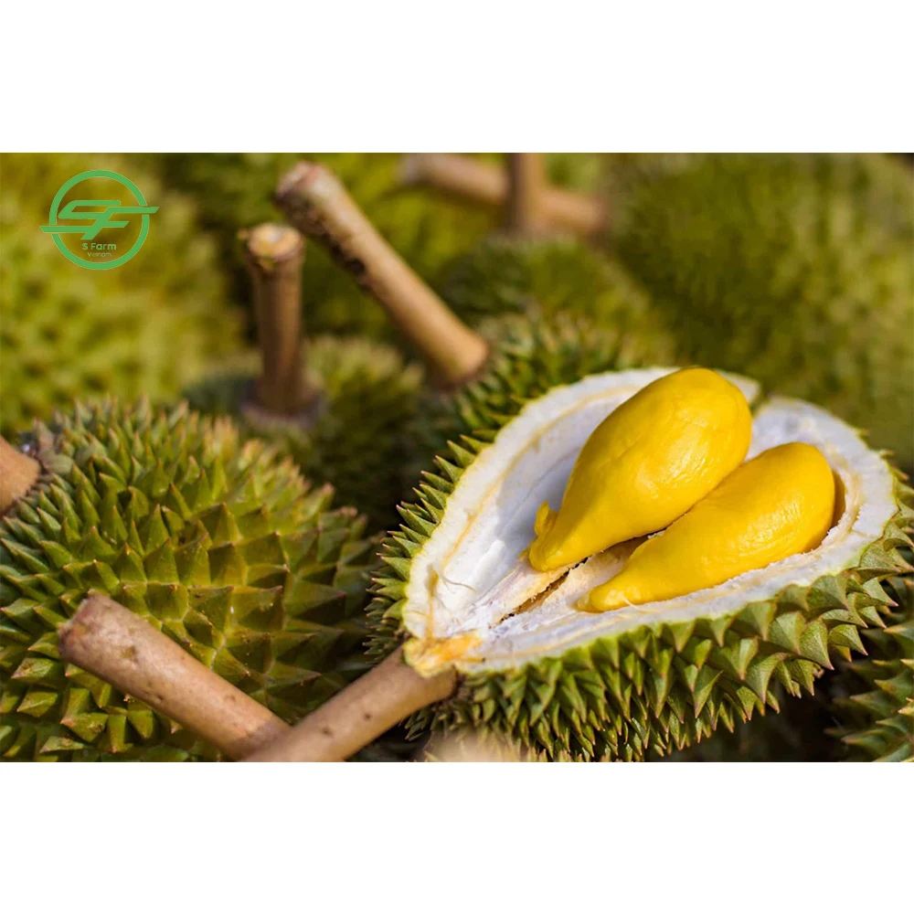 Fresh Durian Vietnam Product Most Delicious Durian (Whatsapp/zalo/wechat: +84 912 964 858)