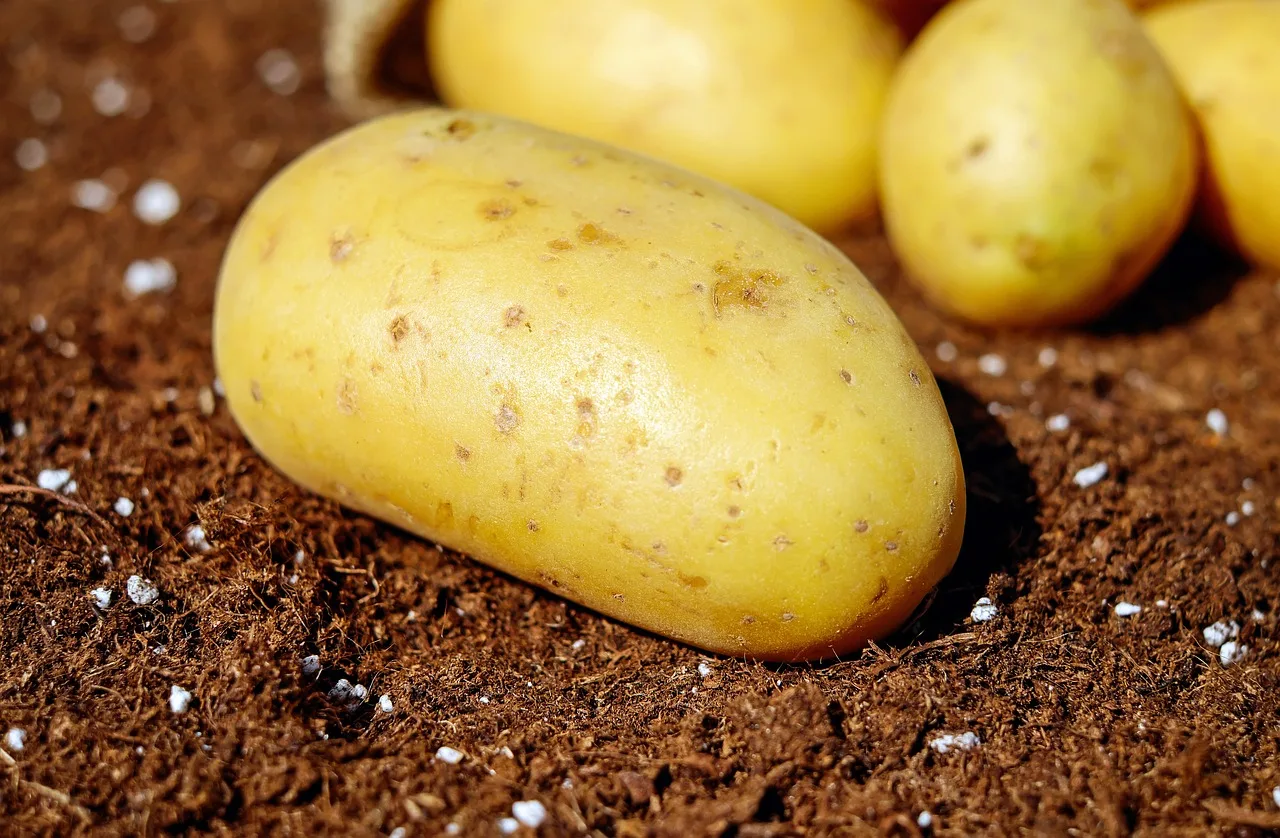 potatoes-1585057_1280.jpg