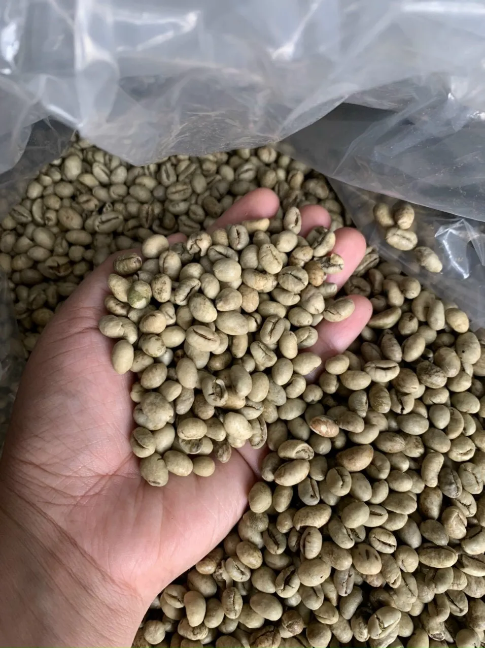 Arabica / Robusta Coffee Bean From Vietnam (ms.brian +84 796855283