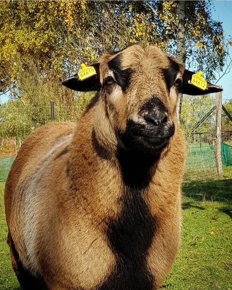 live barbados black belly goat for sale ram/ewe