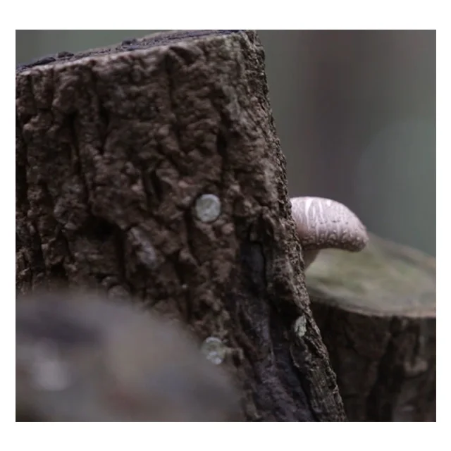 Уксус пермана 500 мл, лучший корейский полезный фруктовый экстракт, напиток, сушеный и консервированный продукт уксуса пермана