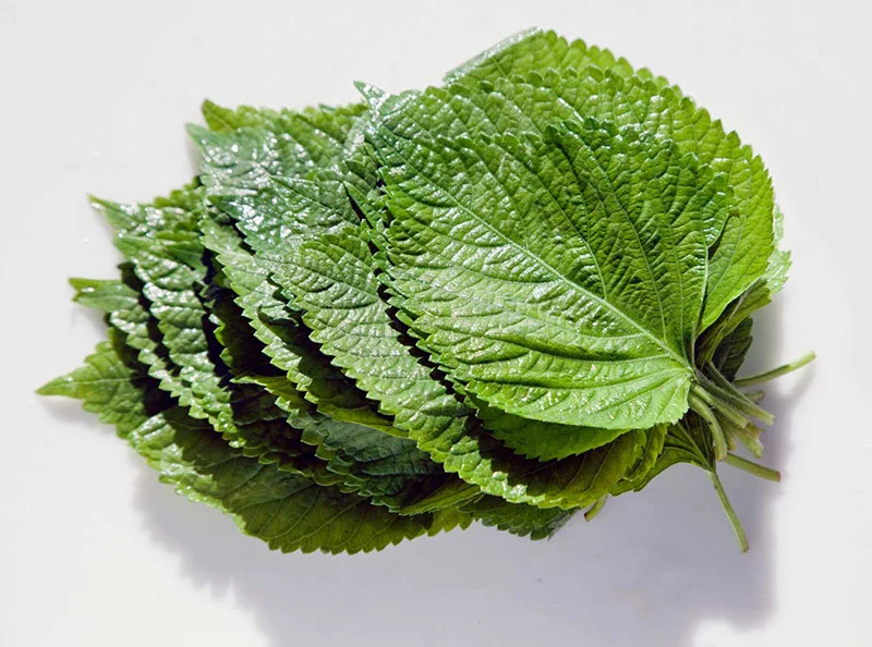 Japanese Green Shiso Perilla Leaves From Vietnam Ms Hana 84901006904 Buy Perilla Leaves Beefsteak Plant Perilla Mint Perilla Plant Chinese Basil Wild Basil Chamkkae Shio Perilla Frutescens Product On Alibaba Com