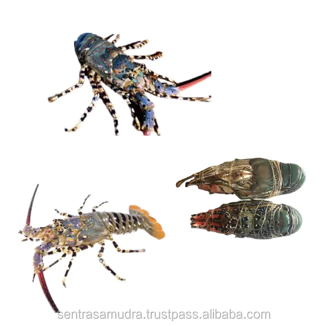 4 (1).png