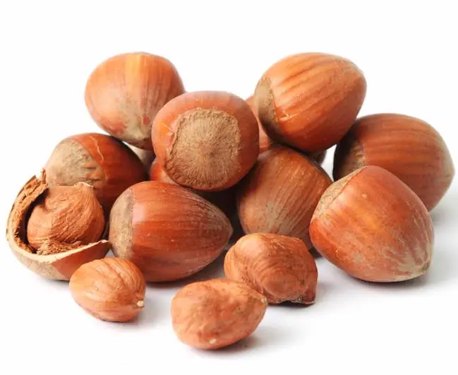 Hazel in Shell1.jpg