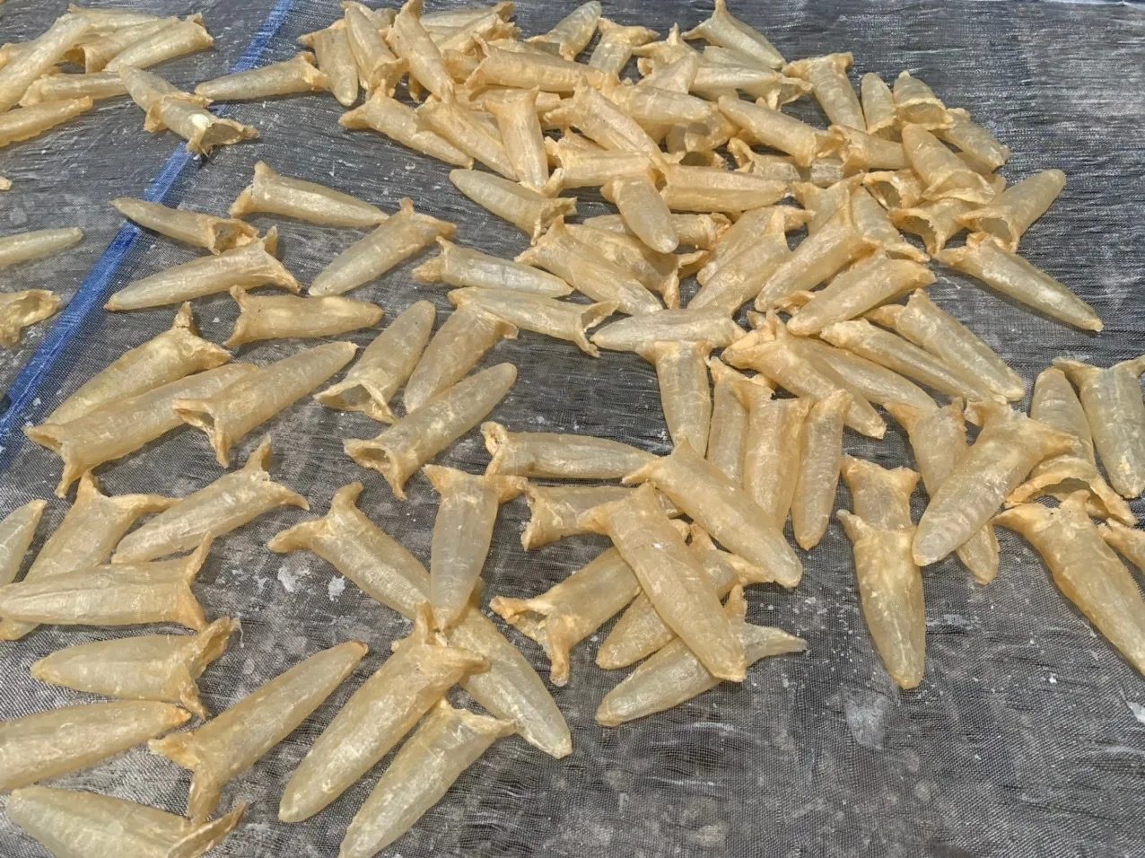 Delectable Dried Cat Fish Maw For Collagen Seafood Meal Yellow Croaker Fish Maw Palamaki Dried