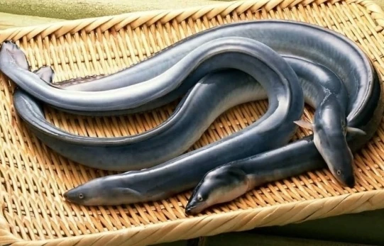 Высокое качество кинжалозубый щукорылый угорь сандалии на высоком каблуке с закрытой пяткой рыбы из Вьетнама