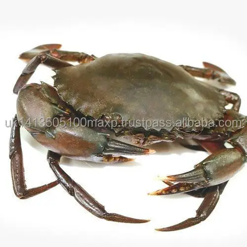 mud-crab-500x500.jpg
