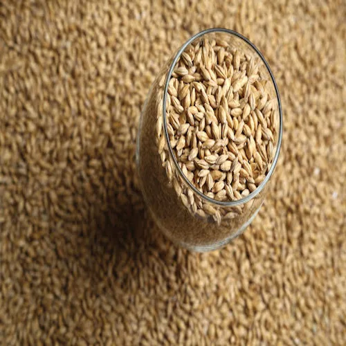 barley1