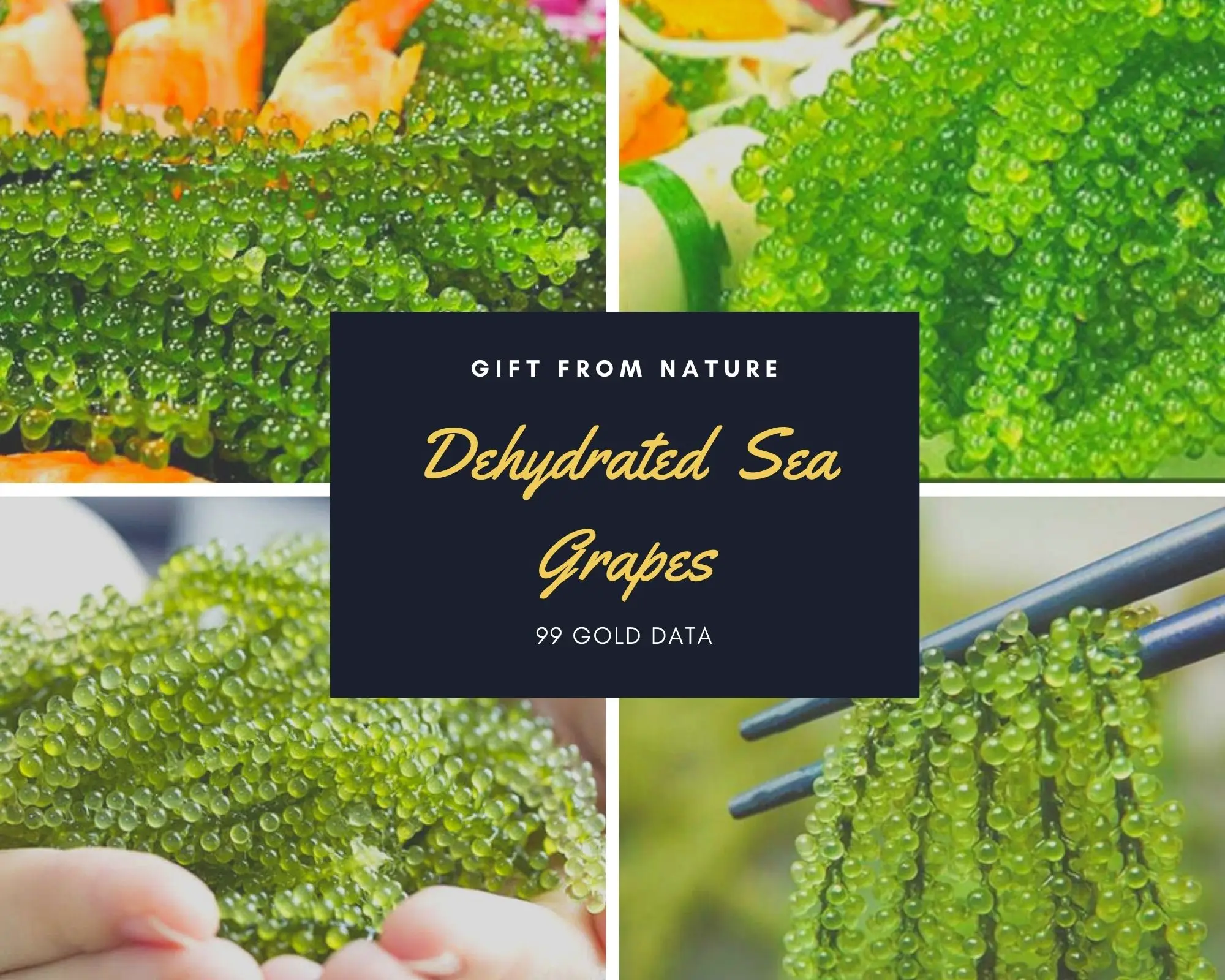 High Quality Dehydrated Sea Grapesdried Sea Grapes Buy Dehydrated