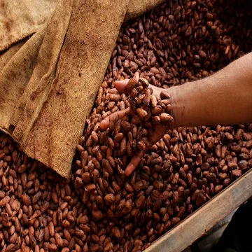 Высококачественные сушеные какао бобы для продажи