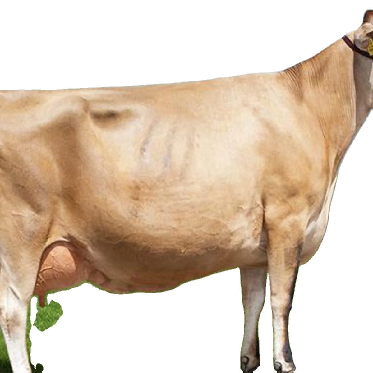 100 Healthy Pure Breed Jersey Cow Buy Wholesale Of Live Pure Breed Jersey Cow Buy High Quality Healthy Jersey Cow Product On Alibaba Com