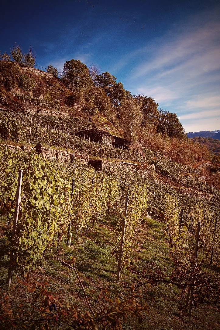 Сделано в Италии, высококачественное винное вино «LUGANA Azienda agrola Ricchi» и «SASSELLA Rivetti e Lauro», двойная стеклянная бутылка 750 мл