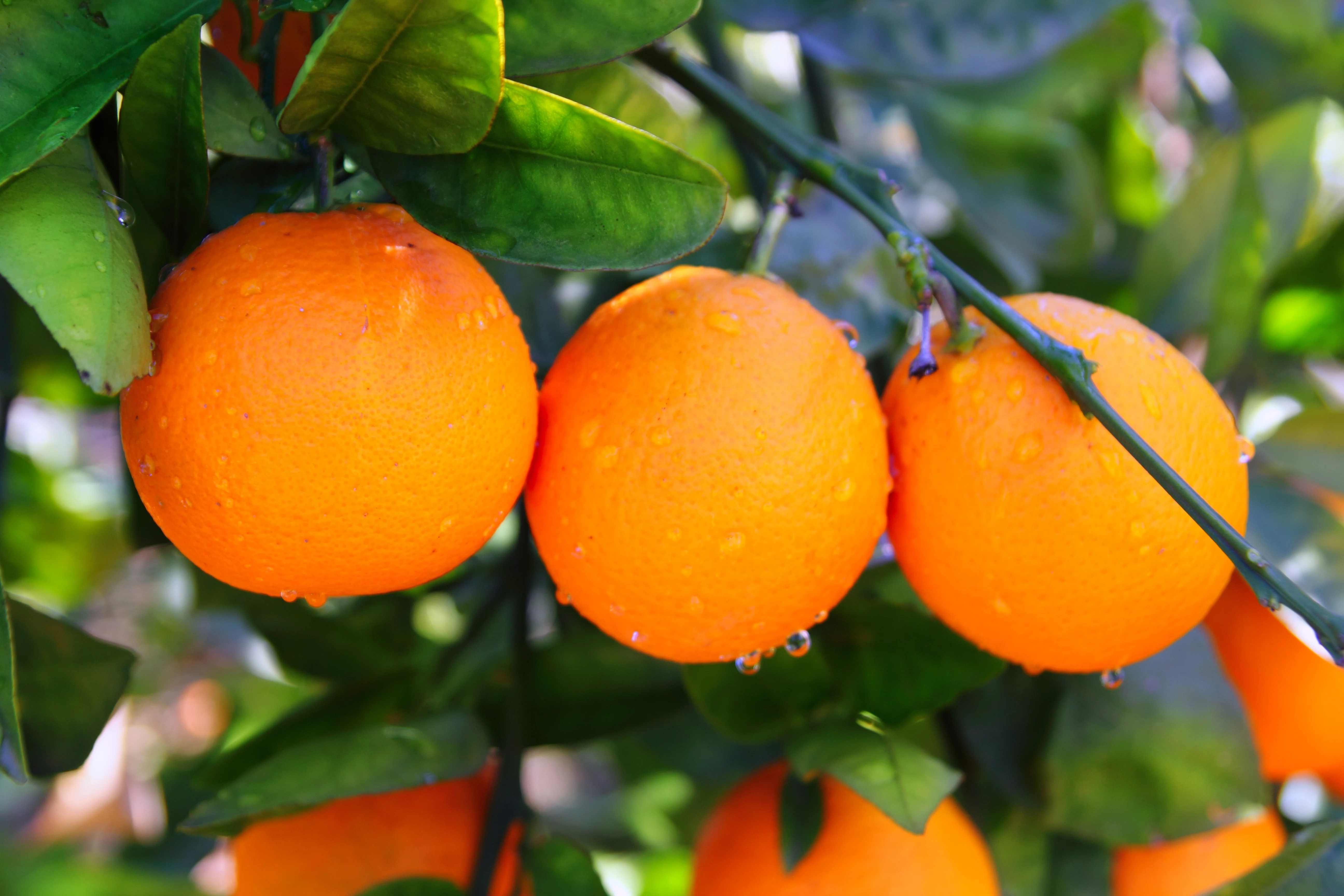 Valencia Orange 2024 Bulk Harvest From Egypt Ideal For Juicers - Buy ...