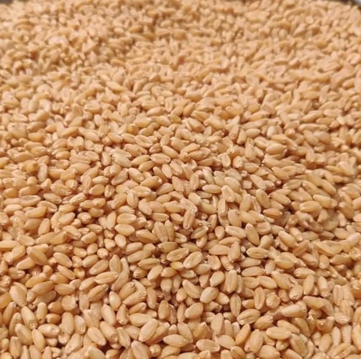 Wheat Grain In Bulk Export Price Buy Bulk Wheat,Wheat Sortex Machine