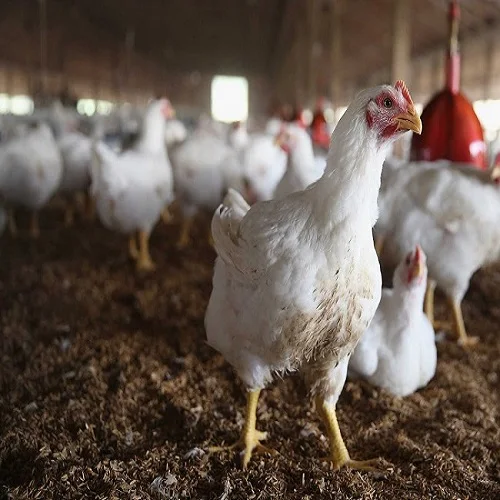 SUPPLIERS of ANIMAL FEED and MEAL PKE/PKC MADE in INDONESIA HALAL CERTIFICATE, PALM OIL CAKE to Samsun TURKEY CHICKEN,COW,GOAT