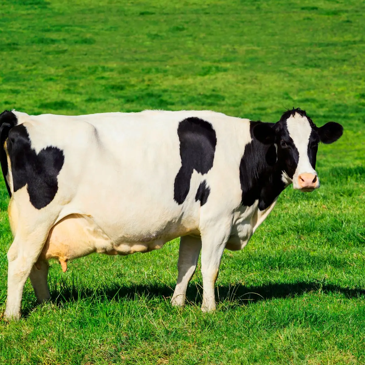 Качественные молочные коровы и беременные хифферы Holstein для продажи