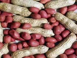 Red Peanut,blanched Peanut Kernels,Bold PeanutsBlanched Peanuts Java Peanuts/ Raw Peanuts Kernel / Raw Peanut in Shell