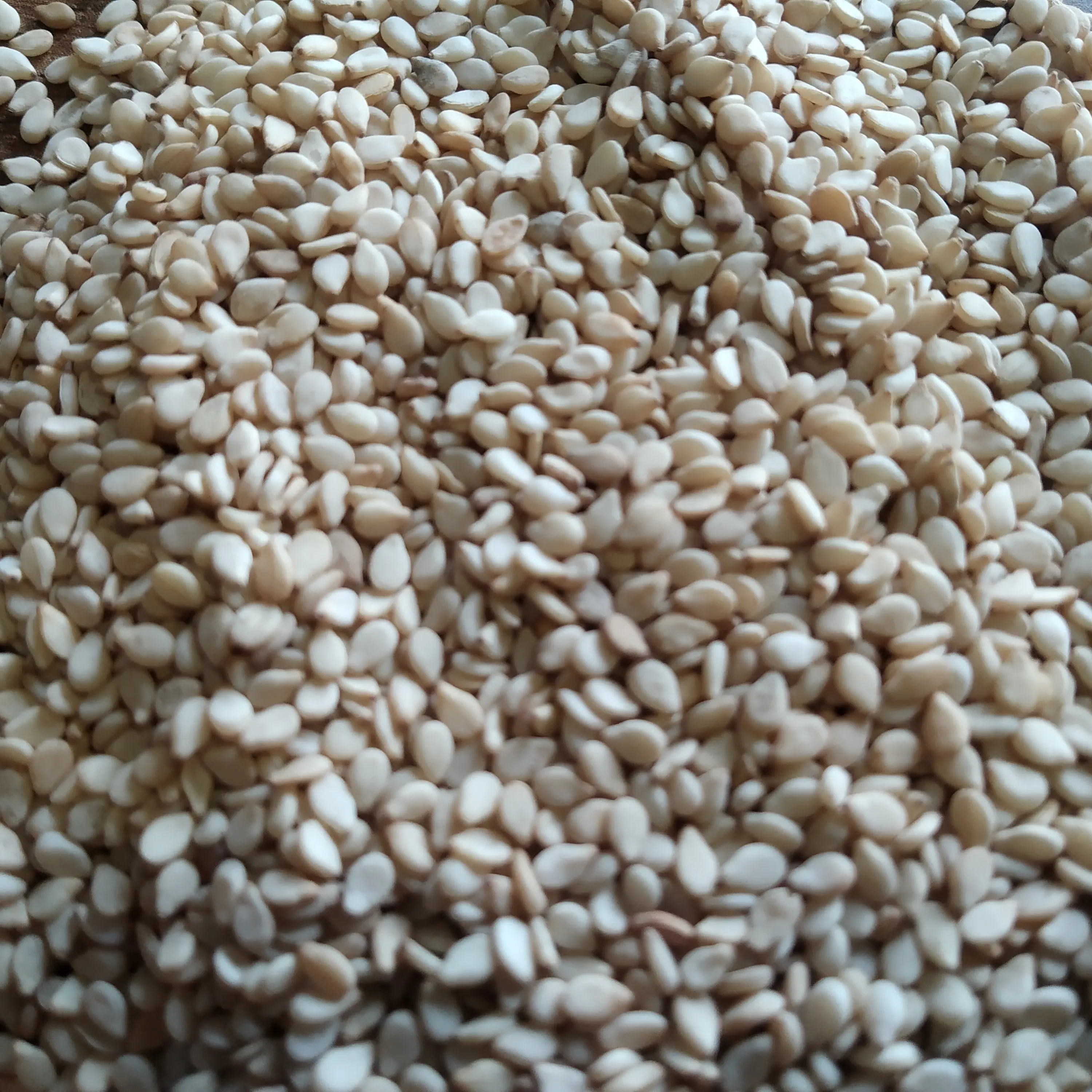 Good Rate Sesame Indian Made Pure Natural Organic White Sesame Seeds
