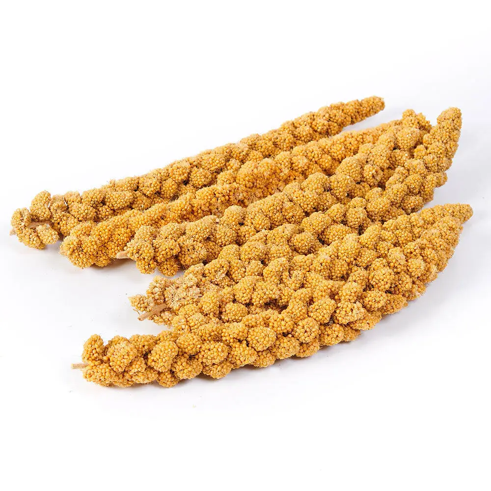 red millet spray6.jpg