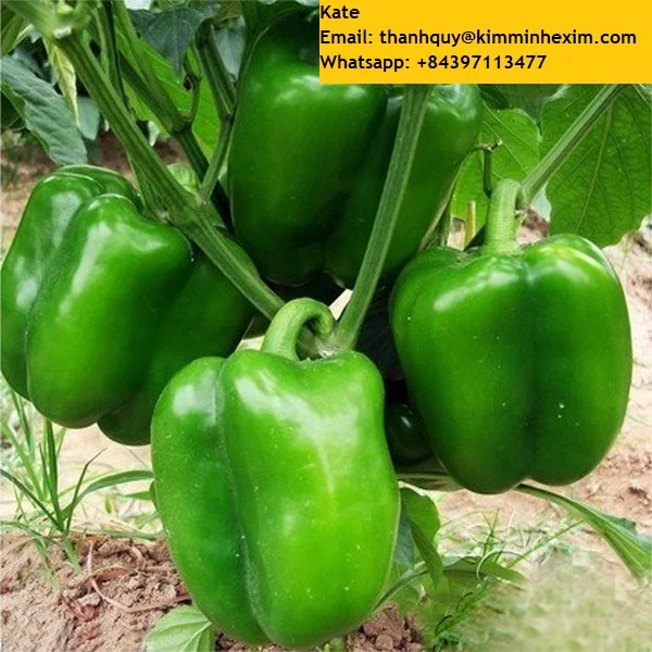 Fresh Bell pepper/ Capsicum from Vietnam - NHP Foods- Ngan Hoa Phat Co., Ltd