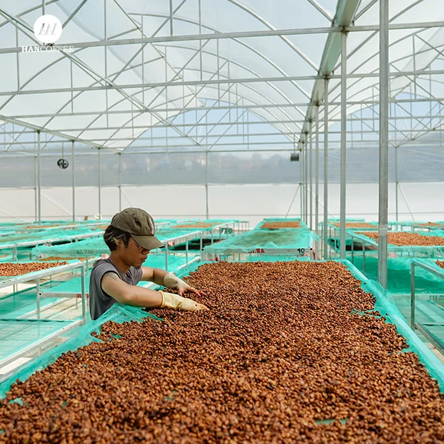 Vietnamese Coffee Factory Raw Coffee Bean High Quality Beans Wholesale