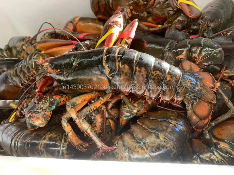 lobsters.jpg