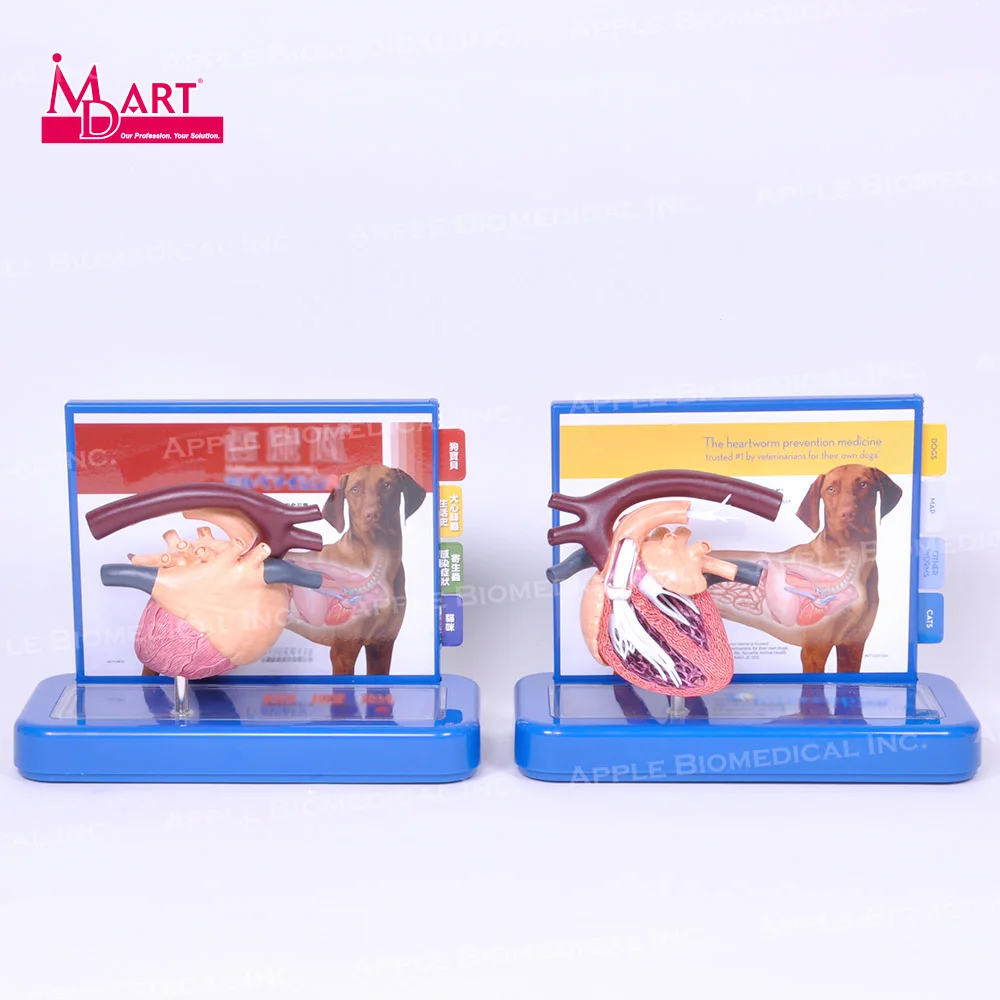 
 Ветеринарная модель для лечения сердечных заболеваний с паразитами и здоровым сердцем  