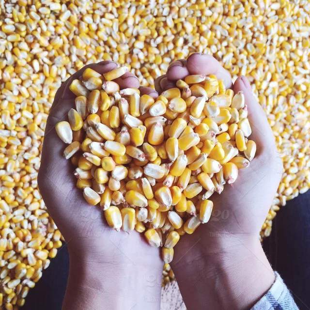 Yellow Corn.jpg