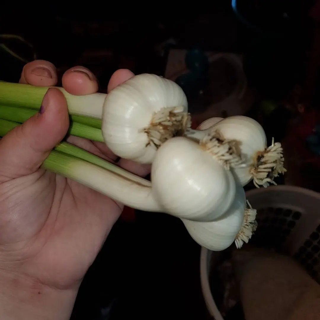 Pure Fresh White Garlic