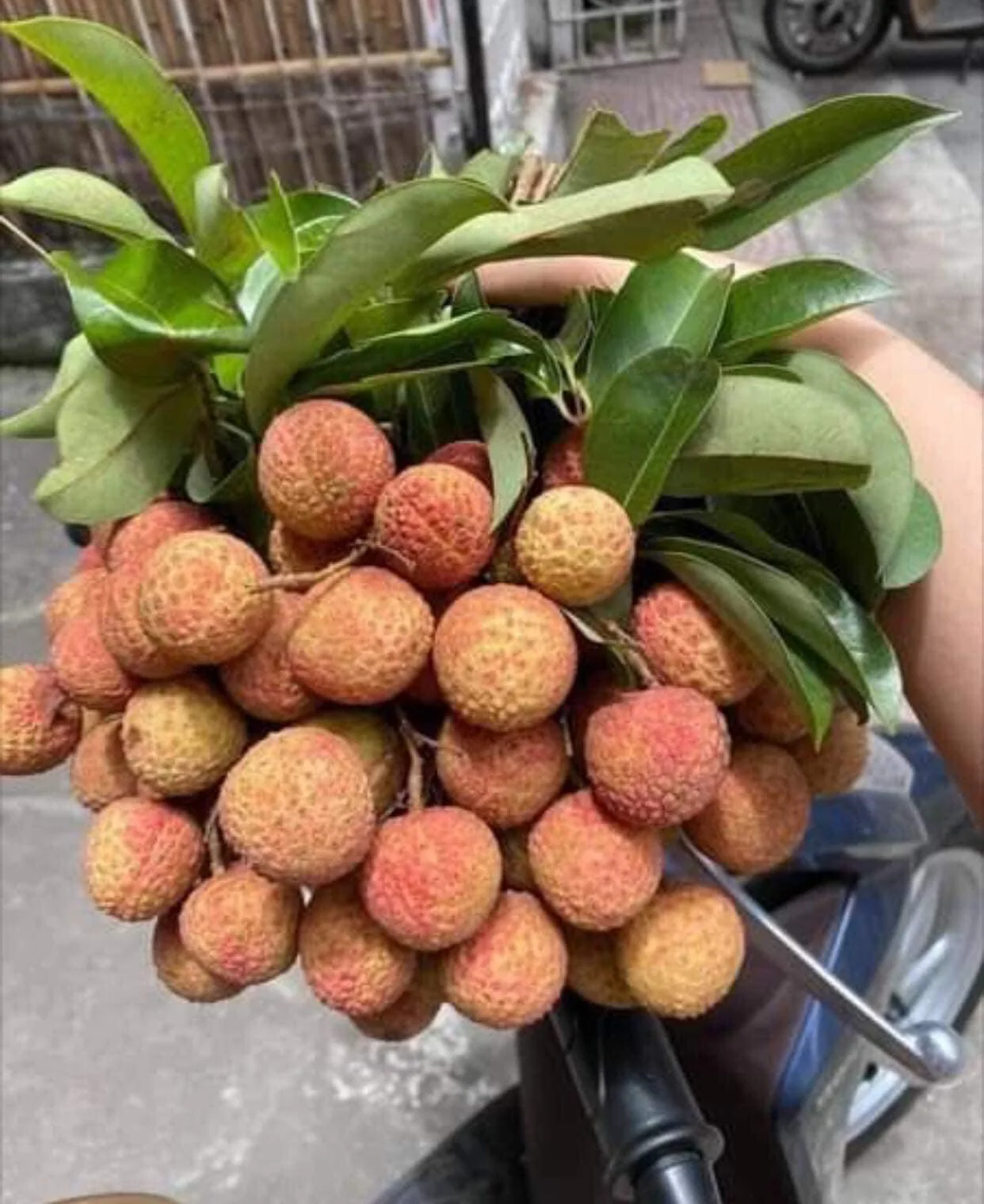 Fresh Lychee Fruit From Vietnam Best Price In Season/ms.rosie
