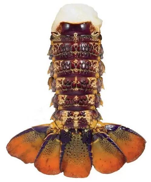 crawfish.jpg